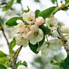 25 ANTONOVKA APPLE TREE Malus Pumila var. Antonovka Yellow Green Fruit Pink White Flower Seeds