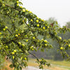 25 ANTONOVKA APPLE TREE Malus Pumila var. Antonovka Yellow Green Fruit Pink White Flower Seeds