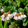 50 LINGONBERRY Mountain Cranberry Vaccinium Vitis-Idea Red Berry Edible Fruit Dwarf Evergreen Shrub Seeds