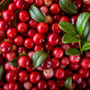 50 LINGONBERRY Mountain Cranberry Vaccinium Vitis-Idea Red Berry Edible Fruit Dwarf Evergreen Shrub Seeds