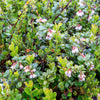 50 LINGONBERRY Mountain Cranberry Vaccinium Vitis-Idea Red Berry Edible Fruit Dwarf Evergreen Shrub Seeds