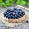20 DWARF BILBERRY Vaccinium Caespitosum Dwarf Blueberry Whortleberry Pink Flower Blue Berry Fruit Evergreen Shrub Seeds