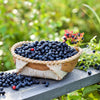 20 DWARF BILBERRY Vaccinium Caespitosum Dwarf Blueberry Whortleberry Pink Flower Blue Berry Fruit Evergreen Shrub Seeds