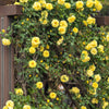 5 YELLOW CLIMBING ROSE Rosa Bush Vine Climber Fragrant Butterfly Flower Seeds