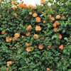 5 ORANGE CLIMBING ROSE Rosa Bush Vine Climber Fragrant Butterfly Flower Seeds