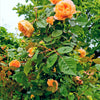 5 ORANGE CLIMBING ROSE Rosa Bush Vine Climber Fragrant Butterfly Flower Seeds