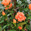 5 ORANGE CLIMBING ROSE Rosa Bush Vine Climber Fragrant Butterfly Flower Seeds