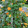 5 ORANGE CLIMBING ROSE Rosa Bush Vine Climber Fragrant Butterfly Flower Seeds