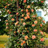 5 ORANGE CLIMBING ROSE Rosa Bush Vine Climber Fragrant Butterfly Flower Seeds