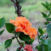 5 ORANGE CLIMBING ROSE Rosa Bush Vine Climber Fragrant Butterfly Flower Seeds