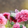 300 Organic ROSE PEONY POPPY Pink Papaver Peoniflorum Flower Seeds