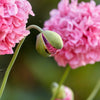 300 Organic ROSE PEONY POPPY Pink Papaver Peoniflorum Flower Seeds