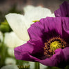 500 LAUREN'S GRAPE POPPY Purple Papaver Somniferum Flower Seeds