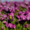 500 LAUREN'S GRAPE POPPY Purple Papaver Somniferum Flower Seeds