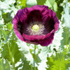500 LAUREN'S GRAPE POPPY Purple Papaver Somniferum Flower Seeds