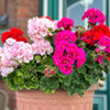 10 MIXED COLORS GERANIUM Pelargonium Zonale Pink, Purple, White, Red, & Salmon Flower Seeds