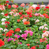 10 MIXED COLORS GERANIUM Pelargonium Zonale Pink, Purple, White, Red, & Salmon Flower Seeds