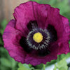 500 LAUREN'S GRAPE POPPY Purple Papaver Somniferum Flower Seeds