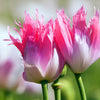 200 AFGHAN RESELECTED Blue POPPY Mixed Colors Papaver Somniferum Setigerum Pink Purple White Flower Seeds