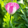 200 AFGHAN RESELECTED Blue POPPY Mixed Colors Papaver Somniferum Setigerum Pink Purple White Flower Seeds