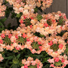 50 Dwarf APRICOT VERBENA Nana Compacta Fragrant Butterfly Flower Seeds