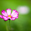 300 PICOTEE COSMOS Bipinnatus 2-Tone White Pink Magenta Fast Growing Flower Seeds