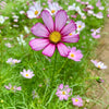 300 PICOTEE COSMOS Bipinnatus 2-Tone White Pink Magenta Fast Growing Flower Seeds