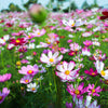 300 Mixed Colors DWARF COSMOS Bipinnatus Red Pink White Fast Growing Flower Seeds