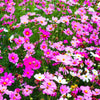 300 Mixed Colors DWARF COSMOS Bipinnatus Red Pink White Fast Growing Flower Seeds
