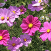 300 Mixed Colors DWARF COSMOS Bipinnatus Red Pink White Fast Growing Flower Seeds