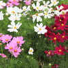 300 Mixed Colors DWARF COSMOS Bipinnatus Red Pink White Fast Growing Flower Seeds