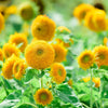 100 Double DWARF SUNGOLD SUNFLOWER Helianthus Annuus Yellow Teddy Bear Type Flower Seeds