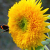 100 Double DWARF SUNGOLD SUNFLOWER Helianthus Annuus Yellow Teddy Bear Type Flower Seeds