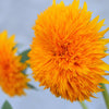 100 Double DWARF SUNGOLD SUNFLOWER Helianthus Annuus Yellow Teddy Bear Type Flower Seeds