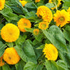 100 Double DWARF SUNGOLD SUNFLOWER Helianthus Annuus Yellow Teddy Bear Type Flower Seeds