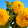 100 Double DWARF SUNGOLD SUNFLOWER Helianthus Annuus Yellow Teddy Bear Type Flower Seeds