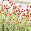 50 STRAWBERRY FIELDS GOMPHRENA Haageana Rio Grande Globe Amaranth Scarlet Red Flower Seeds
