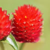 50 STRAWBERRY FIELDS GOMPHRENA Haageana Rio Grande Globe Amaranth Scarlet Red Flower Seeds