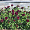30 SOOTY DIANTHUS Barbatus Dark Maroon Red Sweet William Flower Seeds