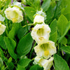 5 WHITE CATHEDRAL BELLS Vine Cup & Saucer Cobaea Scandens Alba Climber Hummingbird Flower Seeds