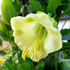 5 WHITE CATHEDRAL BELLS Vine Cup & Saucer Cobaea Scandens Alba Climber Hummingbird Flower Seeds