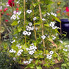 10 WHITE THUNBERGIA Alata VINE Black Eyed Susan Vine Flower Seeds