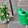 10 WHITE THUNBERGIA Alata VINE Black Eyed Susan Vine Flower Seeds