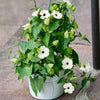 10 WHITE THUNBERGIA Alata VINE Black Eyed Susan Vine Flower Seeds