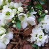 30 FLOWERING QUINCE Fruit Seeds - Pink Red White Orange Flowering Shrub - aka Japanese, Chinese, & Common Quince - Chaenomeles Speciosa