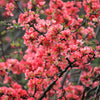 30 FLOWERING QUINCE Fruit Seeds - Pink Red White Orange Flowering Shrub - aka Japanese, Chinese, & Common Quince - Chaenomeles Speciosa