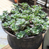 50 OREGON STONECROP Sedum Oreganum - Green Bronze Orange Red Succulent Foliage - Native Yellow Groundcover Flower Seeds