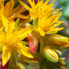 50 OREGON STONECROP Sedum Oreganum - Green Bronze Orange Red Succulent Foliage - Native Yellow Groundcover Flower Seeds