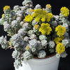 50 OREGON STONECROP Sedum Oreganum - Green Bronze Orange Red Succulent Foliage - Native Yellow Groundcover Flower Seeds