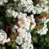 50 OKTOBERFEST SEDUM Acre Gold Moss Stonecrop Succulent Groundcover White Flower Seeds
